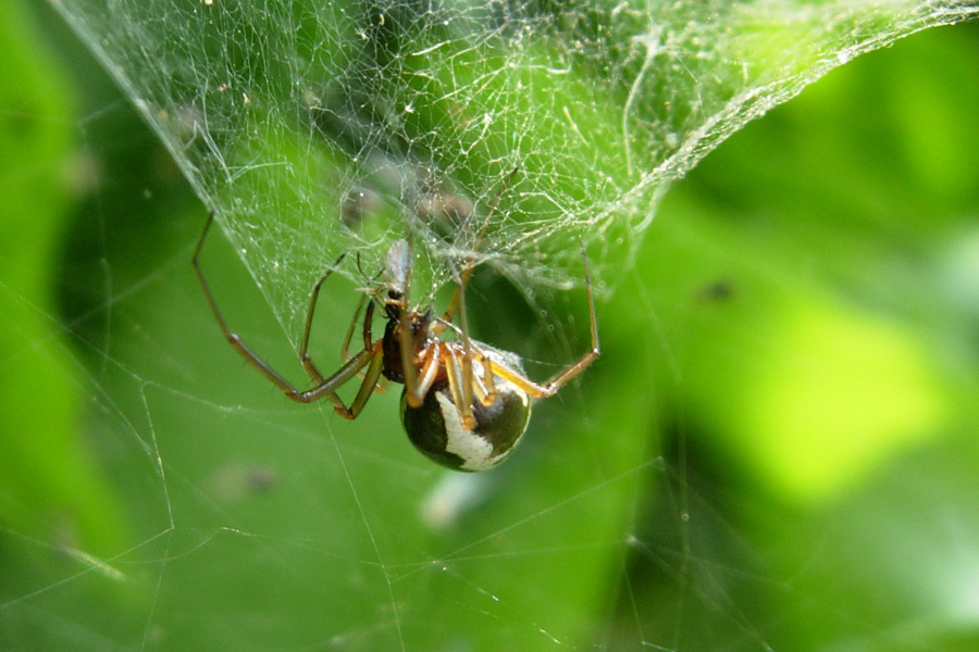 Anelosimus? No. Linyphiidae (Frontinellina frutetorum?)